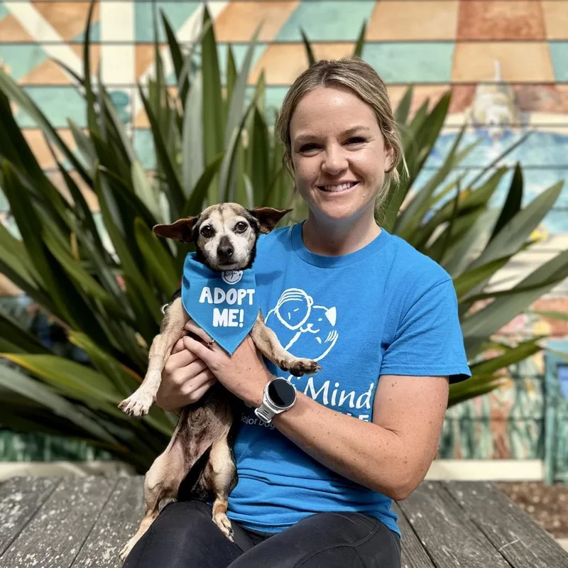 A senior small-sized male Brown / Chocolate Chihuahua dog named Cola for adoption in Pacific Grove, CA