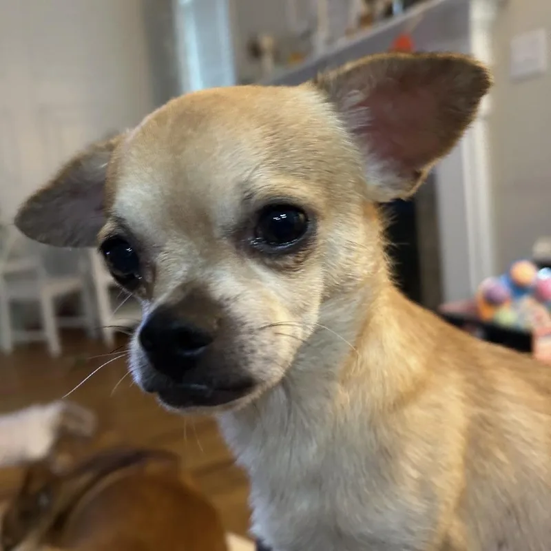 An adult small-sized male Chihuahua dog named TRex for adoption in Hillsborough, NC