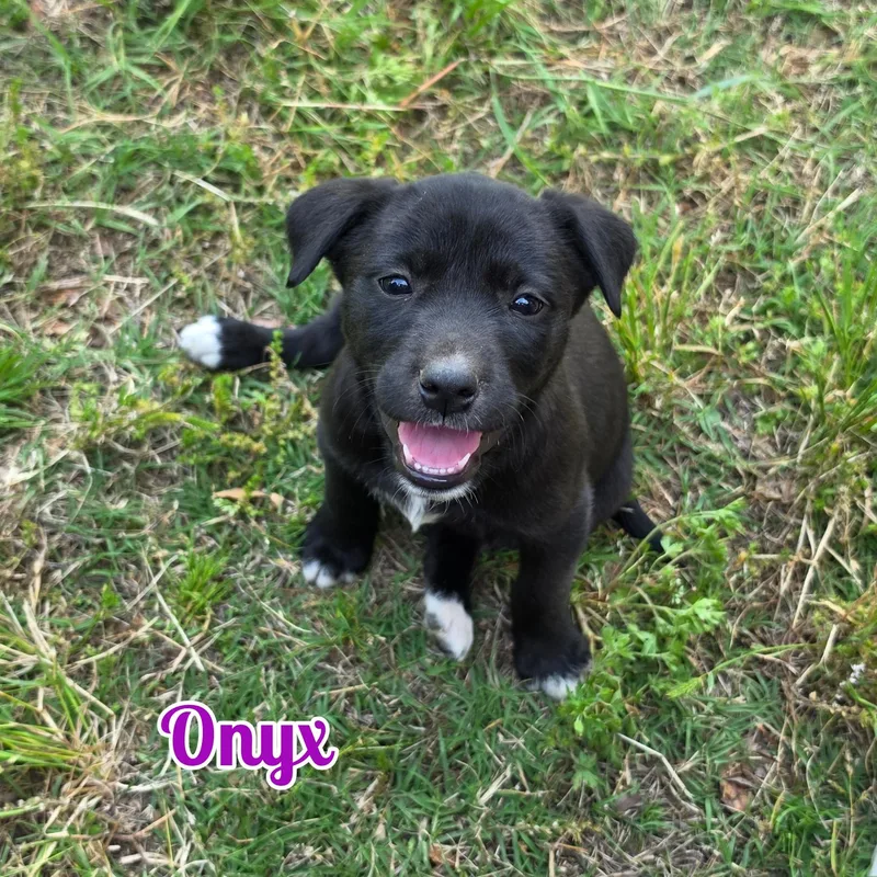A baby medium-sized female Black Labrador Retriever dog named Onyx for adoption in Blacksburg, SC