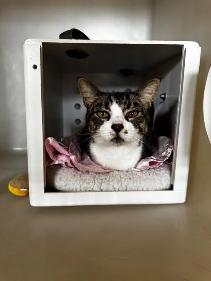 An adult large-sized male Domestic Short Hair cat named Jack for adoption in Kalispell, MT