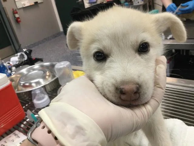 A baby small-sized male Siberian Husky dog named Mike for adoption in Thousand Palms, CA