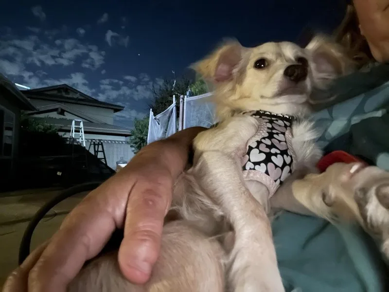 An adult small-sized male Chihuahua dog named Cody for adoption in Pomona, CA