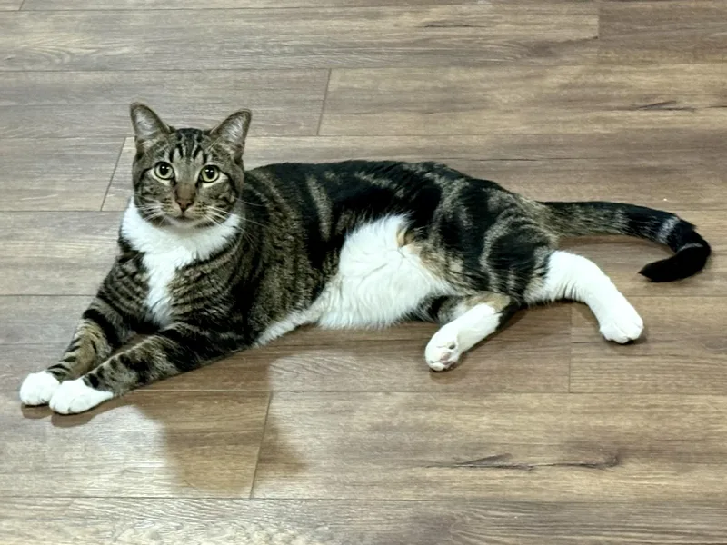 An adult large-sized male Domestic Short Hair cat named Weston for adoption in Fort Worth, TX