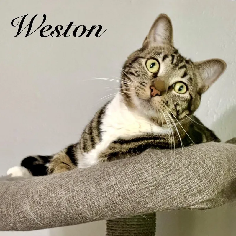 Weston thumbnail 3