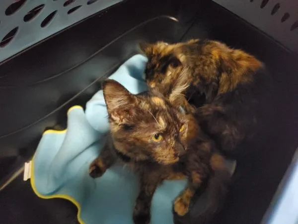 A baby small-sized female Domestic Short Hair cat named Viola for adoption in Oceanside, CA