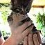 A baby medium-sized female Gray / Blue / Silver Domestic Short Hair cat named Miss Mittens for adoption in Tehachapi, CA