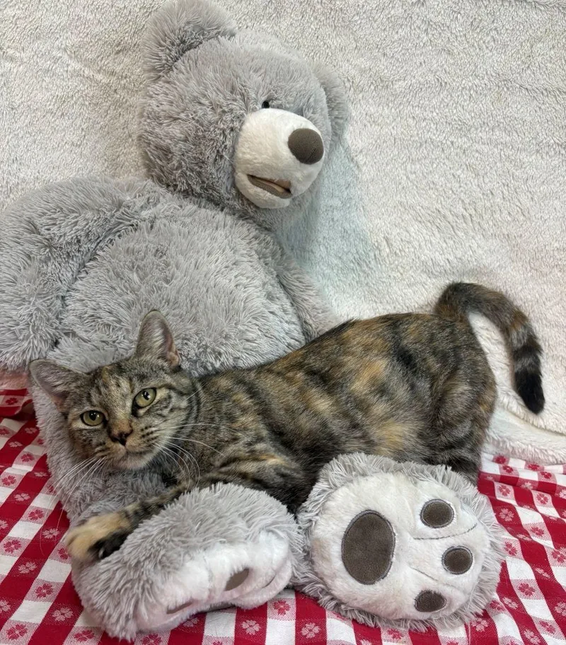 An adult medium-sized female Domestic Short Hair cat named Olivia for adoption in Wetumpka, AL