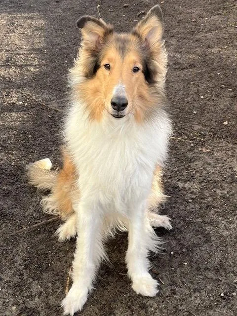 An adult medium-sized female Collie dog named Scout for adoption in Seattle, WA