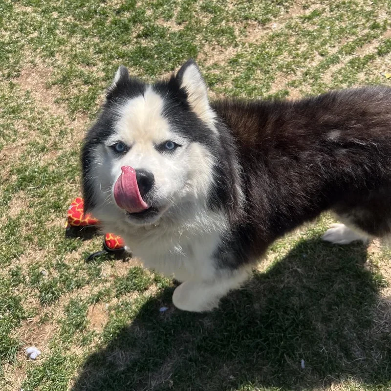 Odysseus