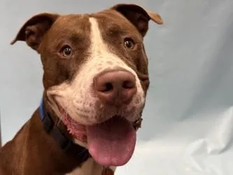 An adult large-sized male Pit Bull Terrier dog named Bluey for adoption in Golden Valley, MN