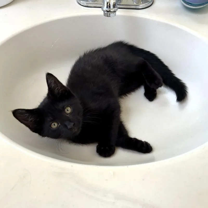 A baby small-sized male Domestic Short Hair cat named Tommy for adoption in Fairfax, VA