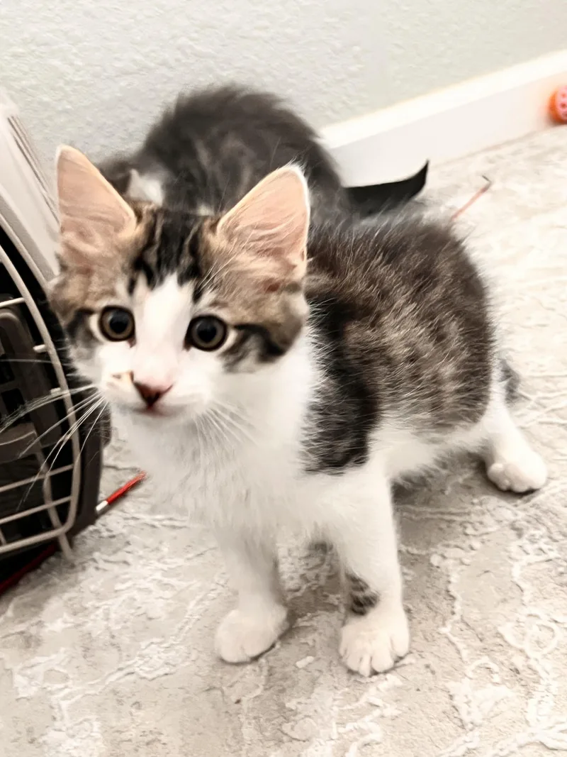 Gizmo