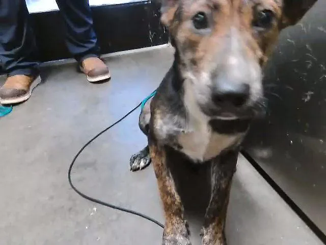 A young medium-sized female Australian Cattle Dog / Blue Heeler dog named Burlington for adoption in Tulsa, OK