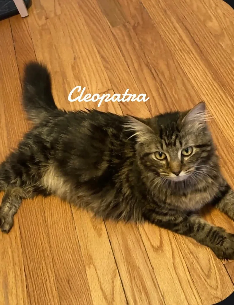 A young medium-sized female Gray / Blue / Silver Domestic Short Hair cat named Cleopatra for adoption in Naugatuck, CT