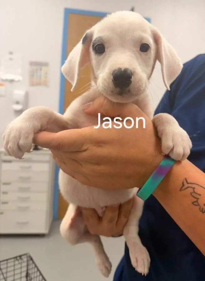 A baby medium-sized male Hound dog named Jason for adoption in Hartsville, SC