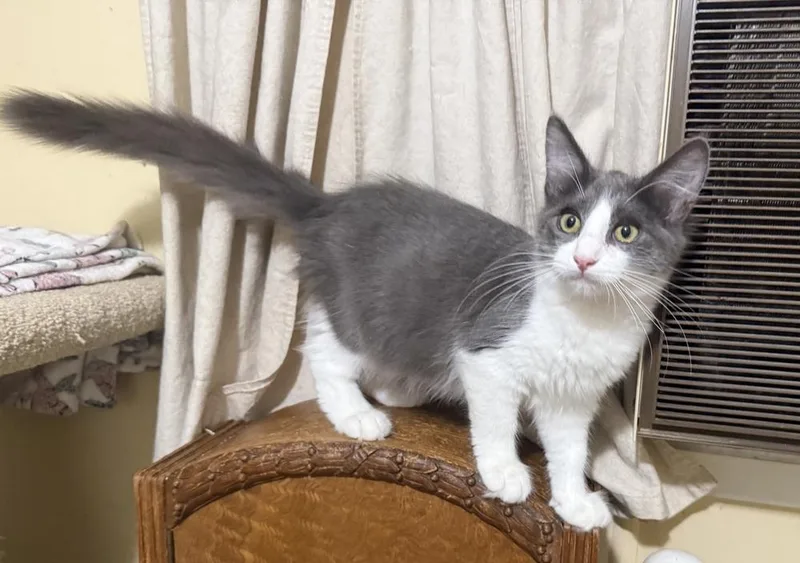 A baby small-sized male Domestic Medium Hair cat named Winston for adoption in Beaumont, CA