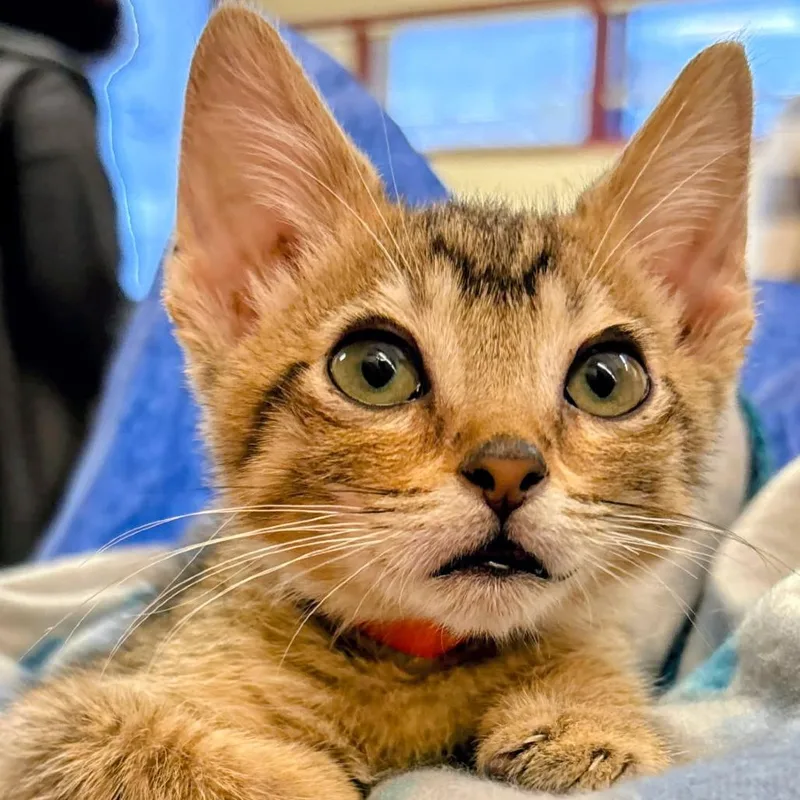 A baby small-sized male Domestic Short Hair cat named Gomez for adoption in Las Cruces, NM