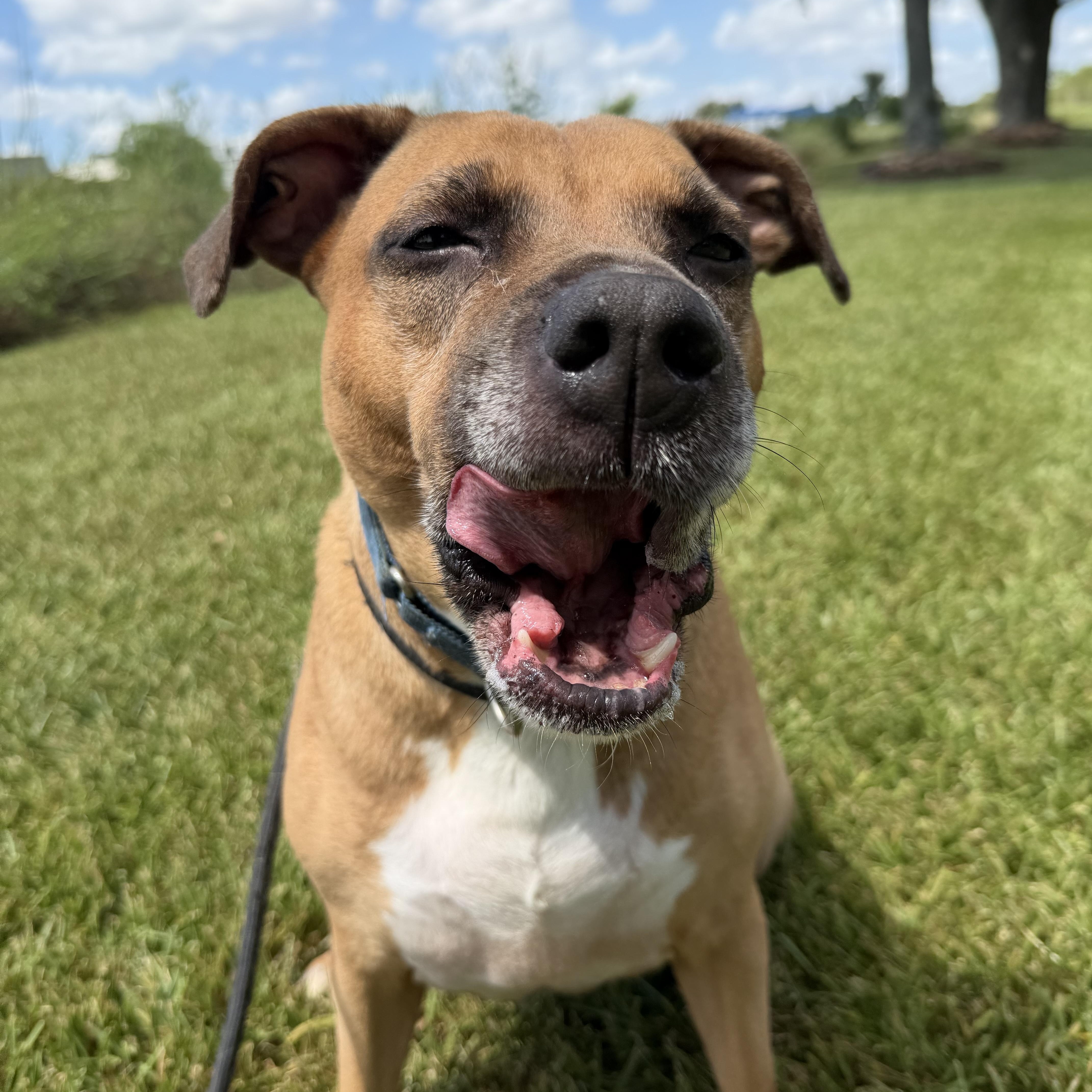An adult medium-sized female Bicolor Pit Bull Terrier dog named Natalie for adoption in Pearland, TX