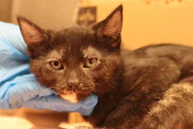 A baby small-sized female Domestic Short Hair cat named Jaguar for adoption in Tucson, AZ