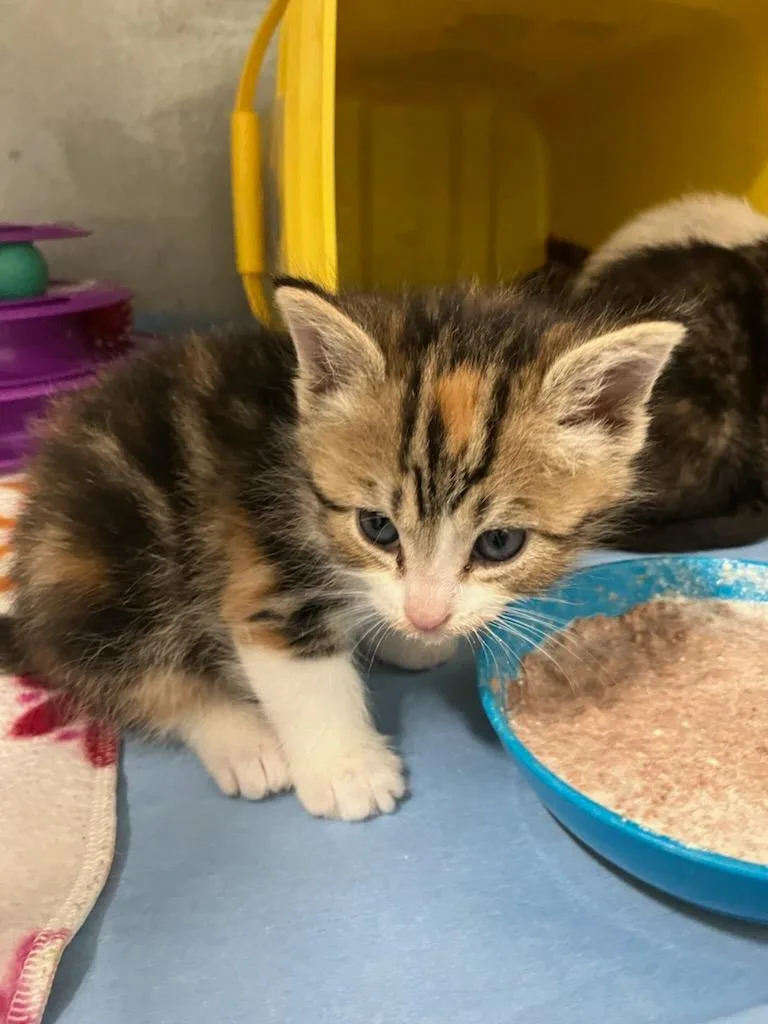 A baby small-sized female Domestic Short Hair cat named Jolt for adoption in Mustang, OK