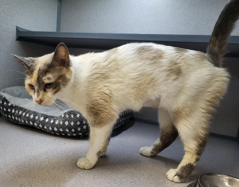 An adult medium-sized female Lilac Point Domestic Short Hair cat named Tori for adoption in Canon City, CO