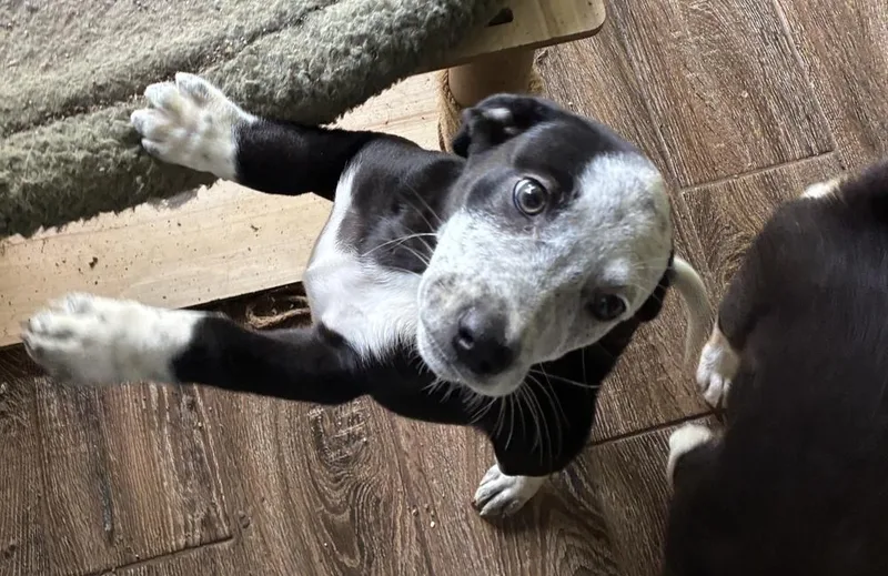 A baby small-sized female Tricolor (Brown, Black, & White) Labrador Retriever dog named Zany Zendaya for adoption in Randolph, MA