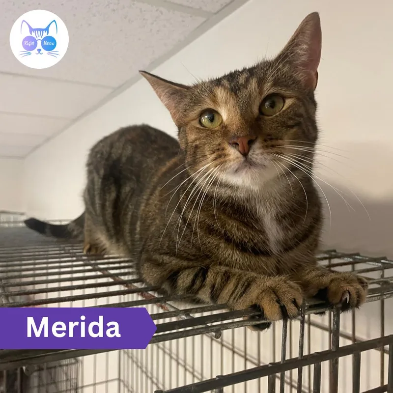 An adult medium-sized female Tabby (Orange / Red) Domestic Short Hair cat named Merida for adoption in Penfield, NY