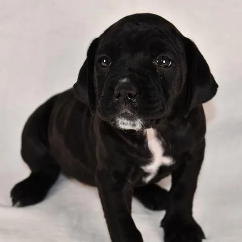 A baby medium-sized female Black Mixed Breed dog named Swiss for adoption in Johnson City, TN