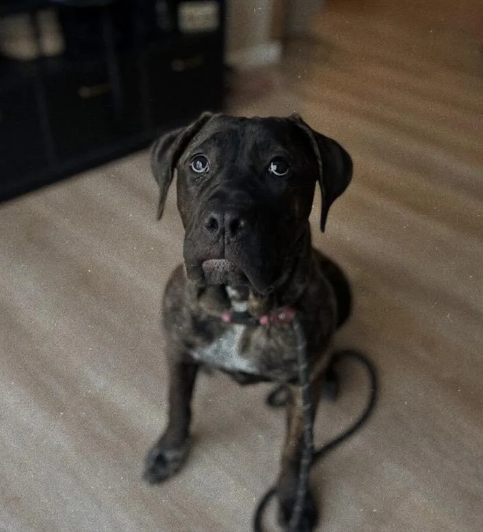 Princess Dior thumbnail 3