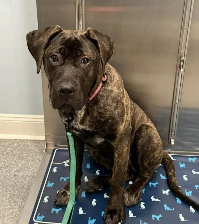 Princess Dior thumbnail 4