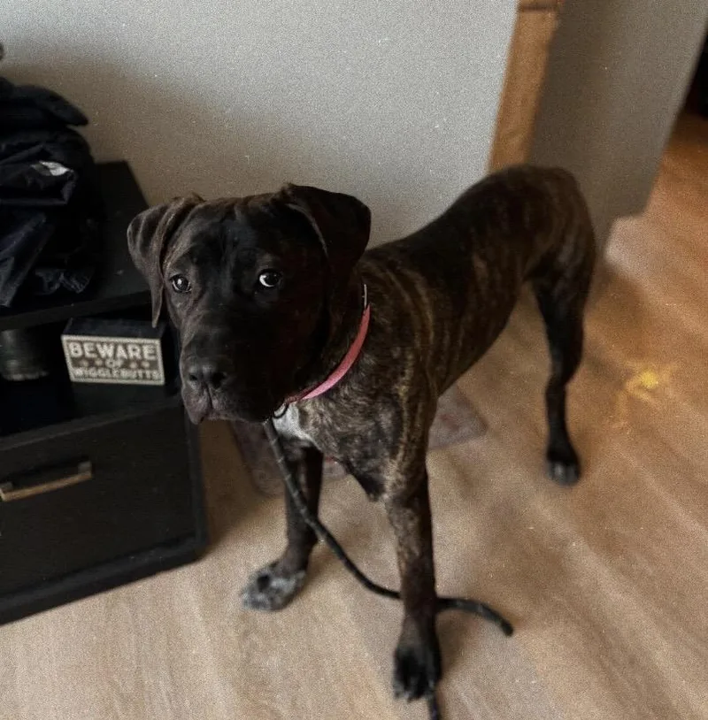 Princess Dior thumbnail 5