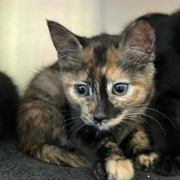 A baby small-sized female Tortoiseshell Domestic Short Hair cat named Georgia for adoption in Tacoma, WA
