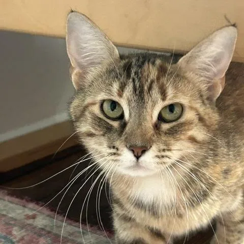 A young medium-sized female Calico Domestic Short Hair cat named Tulip for adoption in Gibsonia, PA
