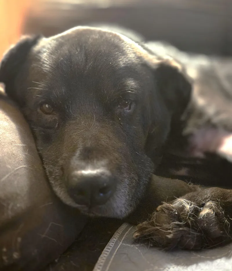 A senior large-sized male Retriever dog named Resin for adoption in Palatine, IL