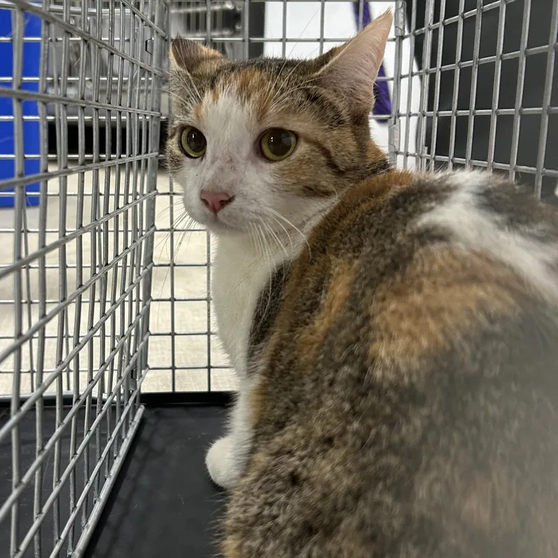 A young medium-sized female Calico Domestic Short Hair cat named Sonia for adoption in Newark, NJ