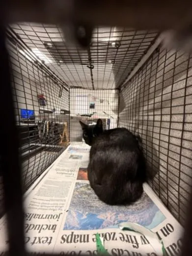 A young small-sized female Domestic Short Hair cat named Mum for adoption in Chatsworth, CA