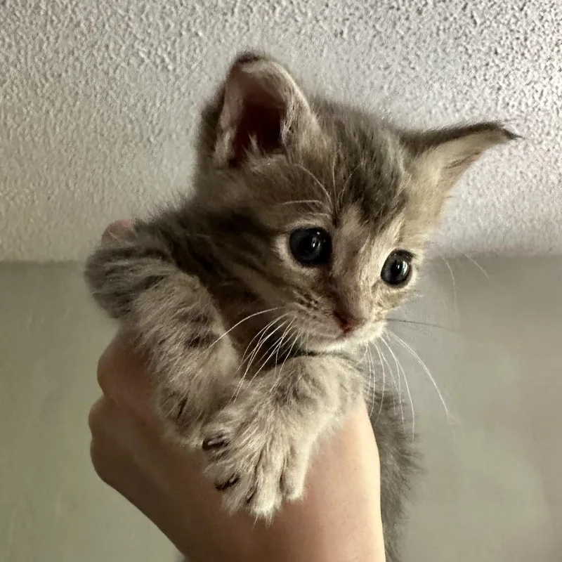 A baby small-sized female Gray / Blue / Silver Domestic Short Hair cat named Bodie for adoption in Durango, CO