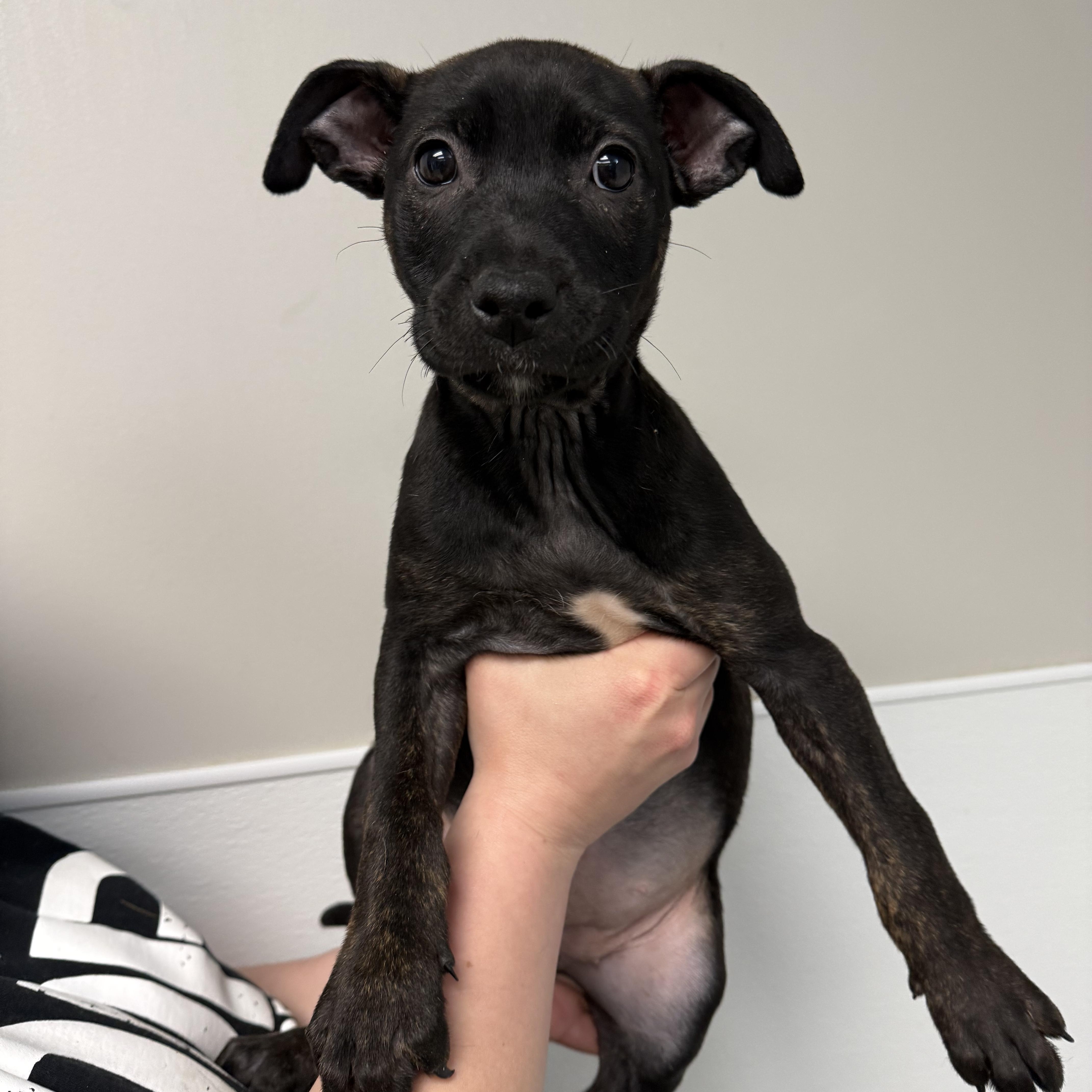 A baby large-sized female Black Mixed Breed dog named Rebbie for adoption in Detroit, MI