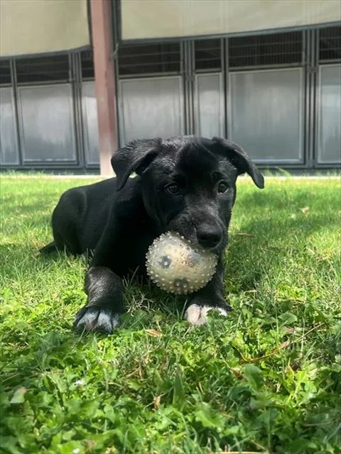 A baby small-sized male Labrador Retriever dog named Banjo for adoption in Blythe, CA