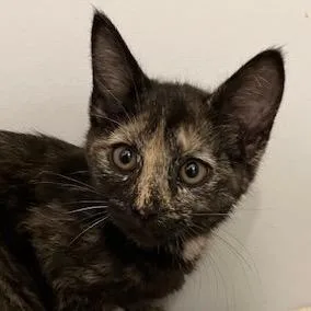 A baby small-sized female Tortoiseshell Domestic Short Hair cat named Pumpkin Rinaldi for adoption in Merrifield, VA