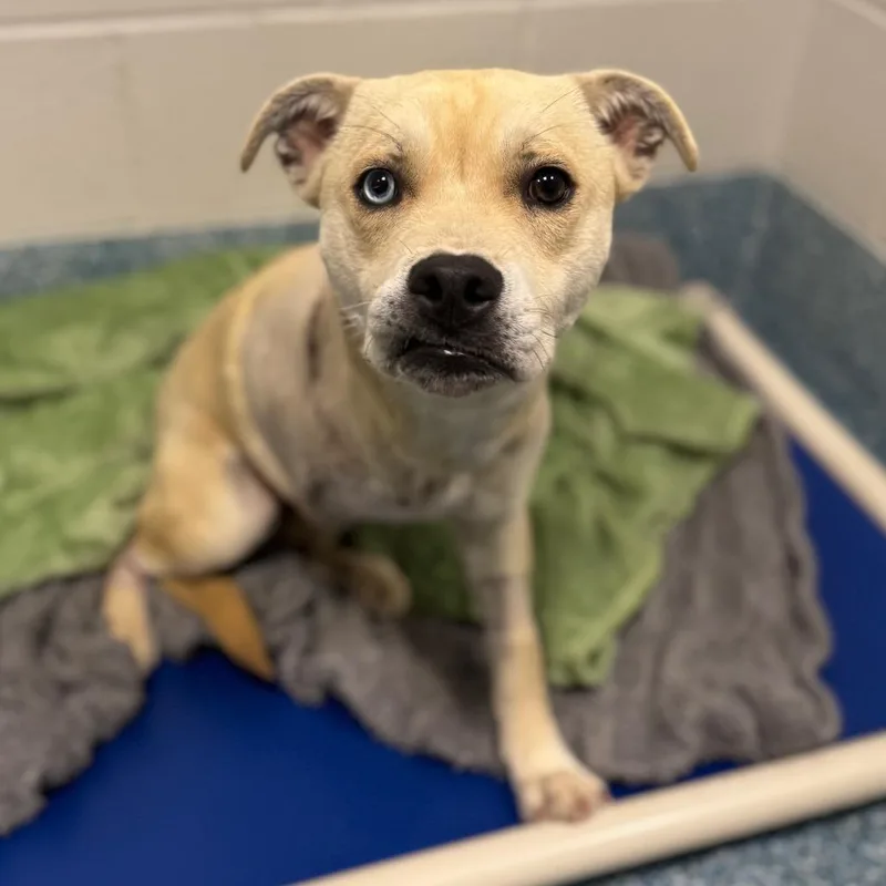 A young medium-sized female Yellow / Tan / Blond / Fawn Yellow Labrador Retriever dog named Nimbus for adoption in Greensboro, NC