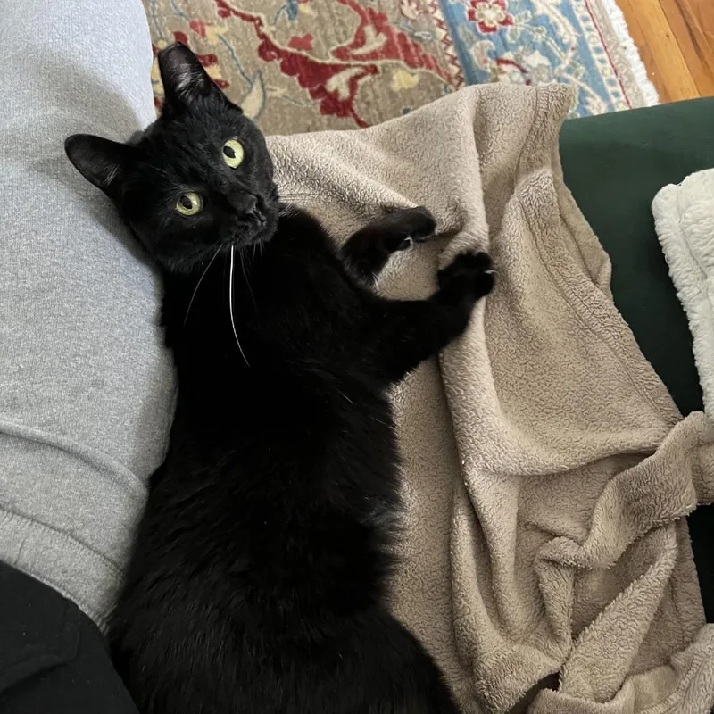 Dipstick thumbnail 2