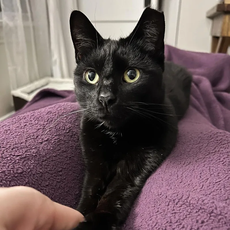 Dipstick thumbnail 3