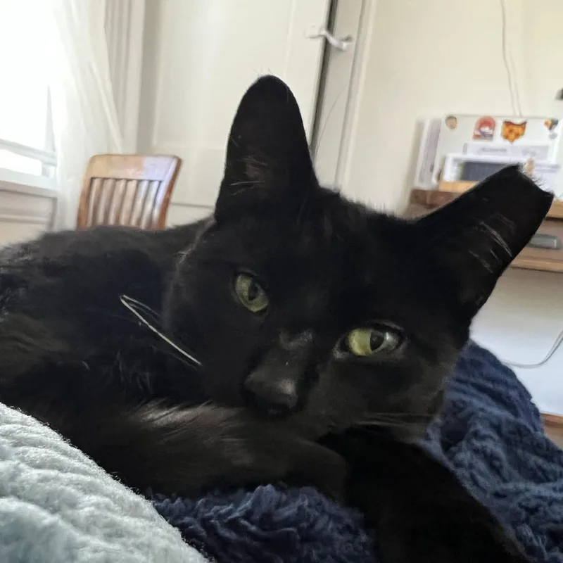 Dipstick thumbnail 4