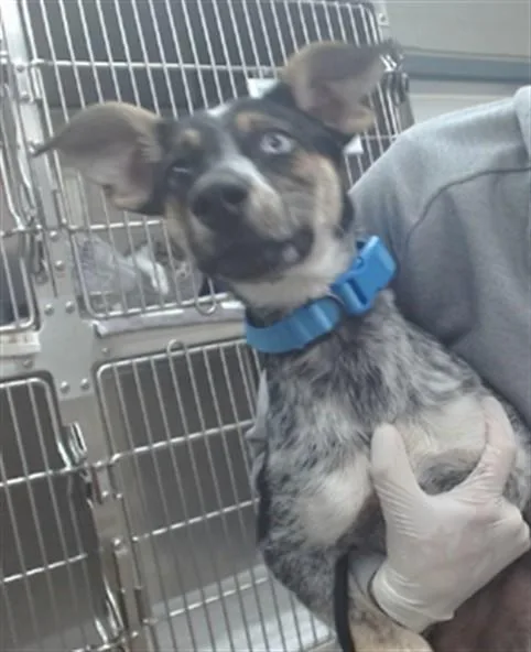A baby small-sized male Australian Cattle Dog / Blue Heeler dog named Cairo for adoption in Salinas, CA
