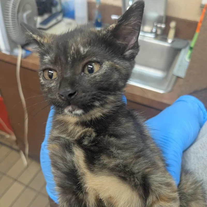 A baby small-sized female Tortoiseshell Domestic Short Hair cat named Julianna for adoption in Birmingham, AL