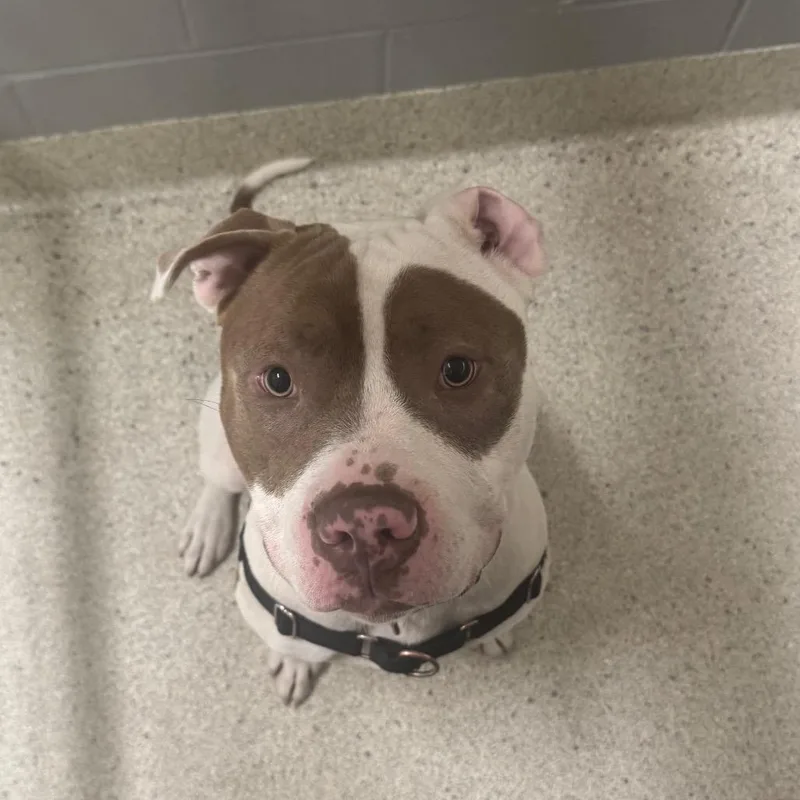 An adult large-sized male White / Cream Mixed Breed dog named President for adoption in Jacksonville, FL