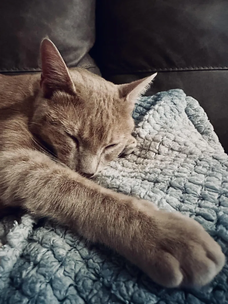 An adult large-sized male Buff / Tan / Fawn Domestic Short Hair cat named Trevor for adoption in Fort Worth, TX
