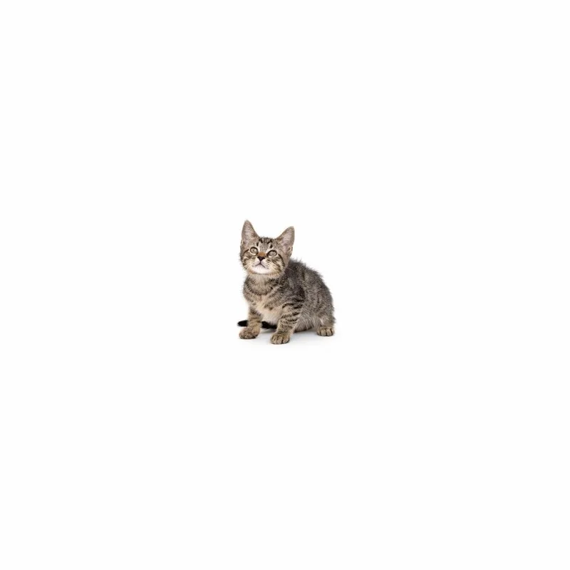 A baby small-sized male Brown / Chocolate Domestic Short Hair cat named Hot Fry for adoption in Playa Vista, CA