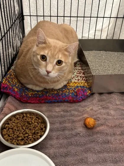 An adult large-sized male Domestic Short Hair cat named Squeakers for adoption in Baraboo, WI